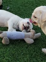 Pug Puppies for sale in California Ave, Windsor, ON, Canada. price: $500