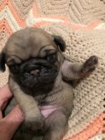 Champion Line AKC fawn Pug