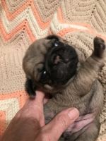 Champion Line AKC fawn Pug
