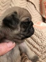 Champion Line AKC fawn Pug