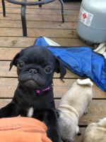 Pug puppies for sale