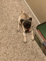 Female 18 week Pug Puppy
