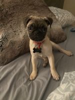Female 18 week Pug Puppy