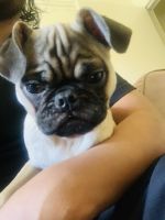 I’m selling my dog, I can’t have it in my apartment