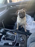 I’m selling my dog, I can’t have it in my apartment