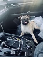 I’m selling my dog, I can’t have it in my apartment