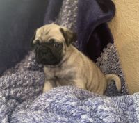 Pug puppy looking forward a forever home
