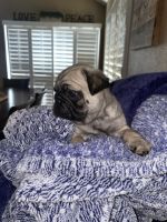 Pug puppy looking forward a forever home