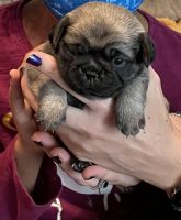 PONGO -4 months old Pug Puppy with ALL ACCESSORIES