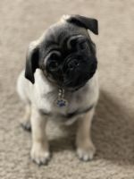 PONGO -4 months old Pug Puppy with ALL ACCESSORIES