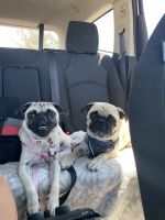 Selling my pugs
