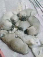 Pugalier Puppies Photos