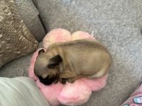 Pugalier Puppies for sale in Long Beach, California. price: $800