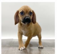 Puggle Puppies for sale in Las Vegas, NV, USA. price: $1,500