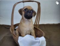 Puggle Puppies for sale in Columbia, SC, USA. price: $900