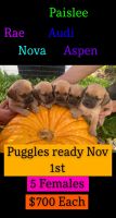 Puggle Puppies for sale in Westby, WI 54667, USA. price: $700