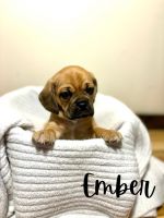 Puggle Puppies for sale in East Freetown, Freetown, MA, USA. price: $1,000