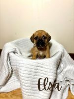 Puggle Puppies for sale in East Freetown, Freetown, MA, USA. price: $600