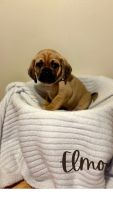 Puggle Puppies for sale in East Freetown, Freetown, MA, USA. price: $1,200
