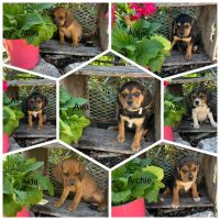Puggle Puppies for sale in Elkton, Virginia. price: $500