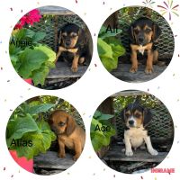 Puggle Puppies for sale in Elkton, Virginia. price: $250