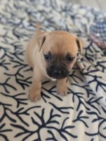 Puggle Puppies for sale in Downey, California. price: $350