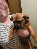 Puggle Puppies for sale in Huntington, West Virginia. price: $150