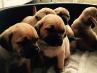 Puggle Puppies for sale in Cedar Rapids, IA, USA. price: $200