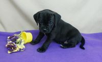 Puggle Puppies for sale in Vancouver, BC, Canada. price: $500
