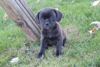 Puggle Puppies for sale in Canton, OH, USA. price: $295