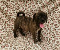 Puggle Puppies for sale in Millersburg, OH 44654, USA. price: $275