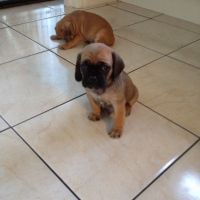 Puggle Puppies for sale in Terminal Dr, Nashville, TN 37214, USA. price: $400