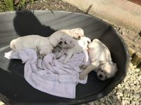 Puggle Puppies for sale in Québec City, QC, Canada. price: $550