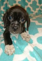 Puggle Puppies for sale in Mississauga, ON, Canada. price: $600