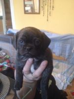Puggle Puppies for sale in Minneapolis, MN, USA. price: $500
