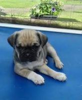 Puggle Puppies for sale in California Ave, Windsor, ON, Canada. price: $350
