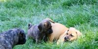 Puggle Puppies for sale in Greeley, CO, USA. price: $500