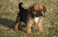 Puggle Puppies for sale in Marsh Ln, Dallas, TX, USA. price: $600