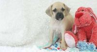 Puggle Puppies for sale in San Leandro, CA, USA. price: $500