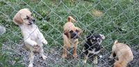 Puggle Puppies for sale in East Haven, CT, USA. price: $500