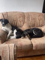 Prodajem mesanca pulin