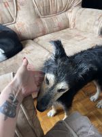 Prodajem mesanca pulin