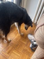 Prodajem mesanca pulin