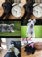 Pumi Puppies for sale in Highland Park, Illinois. price: $800