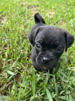 Pungsan Dog Puppies for sale in Roman Forest, TX 77357, USA. price: $550