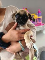 Pungsan Dog Puppies for sale in Chula Vista, CA, USA. price: $500