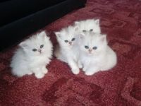 Punjabi Cats for sale in New York, NY, USA. price: NA