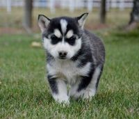 Siberian Husky Puppies for sale in Acadia Valley, AB T0J, Canada. price: $1,500