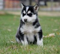 Siberian Husky Puppies for sale in Acadia Valley, AB T0J, Canada. price: $500