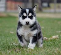 Siberian Husky Puppies for sale in Acadia Valley, AB T0J, Canada. price: $1,200